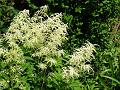 2014-0608_1405_Astilbe_23,6C